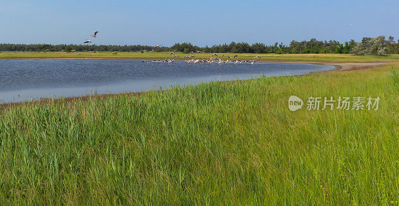 大白鹈鹕(pelenanus onocrotalus)，一群在乌克兰湖中休息和捕鱼的鸟